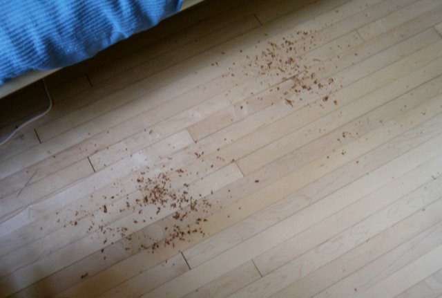 Henna Burns on Wood Floor